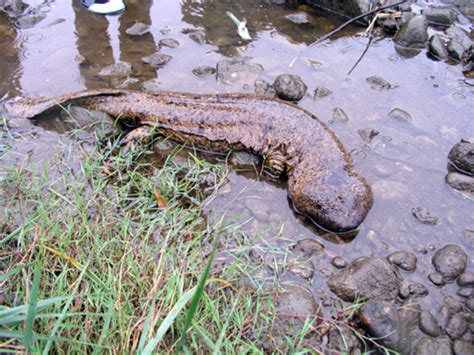 The Japanese giant salamander (Andrias japonicus) | Giant salamander ...