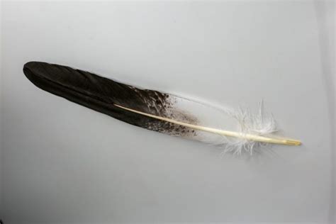 Bald eagle wing feather - Centralia Fur & Hide