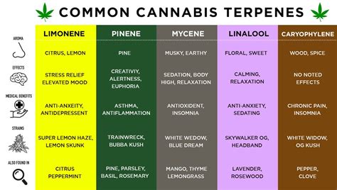 What Are Trichomes And Their Importance | Fast Buds