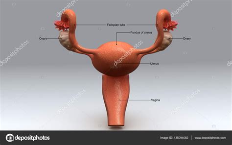 Human Uterus Anatomy