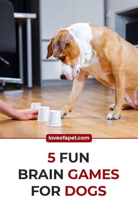 5 Fun Brain Games For Dogs - Love Of A Pet | Brain games for dogs, Dog ...