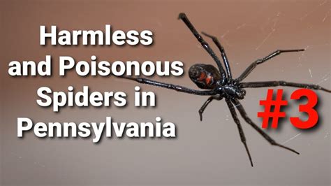 Harmless and Poisonous Spiders in Pennsylvania | This one is on Number ...