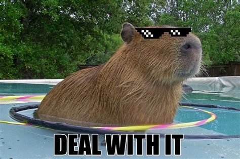 Giant smug Capybara standing in a hoolahoop in a pool ... Happy Animals ...