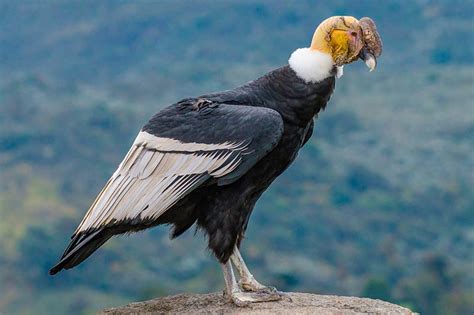 Fauna of the Inca Trail