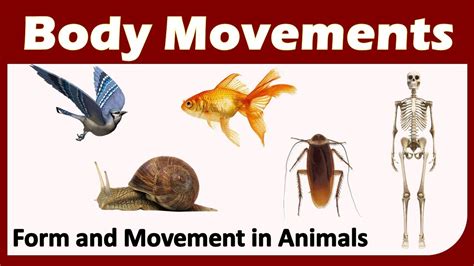 Body Movements | Class 6 : SCIENCE | CBSE / NCERT Science | Forms and ...