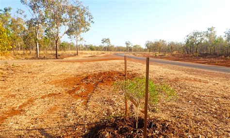 RAAF Base Tindal Tree Removal & Replacement | Intract Indigenous ...