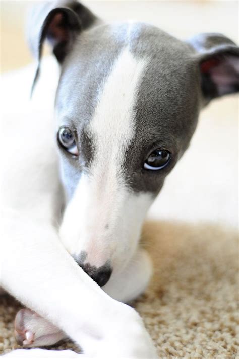 italian greyhound | Italian Greyhound | Animals | Greyhound puppy ...