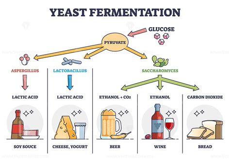 Yeast Fermentation