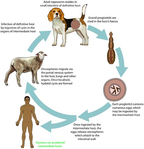 Life Cycle Of A Dog Digram Hot Sale | cdlguaiba.com.br