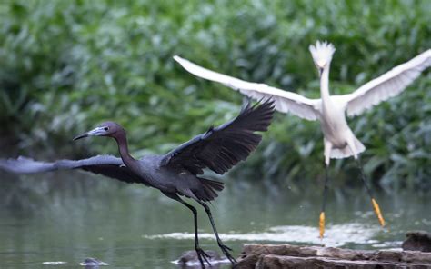 Egret VS Heron Part II (Nikon D7100 and 80-400 VR): Nature and Wildlife ...