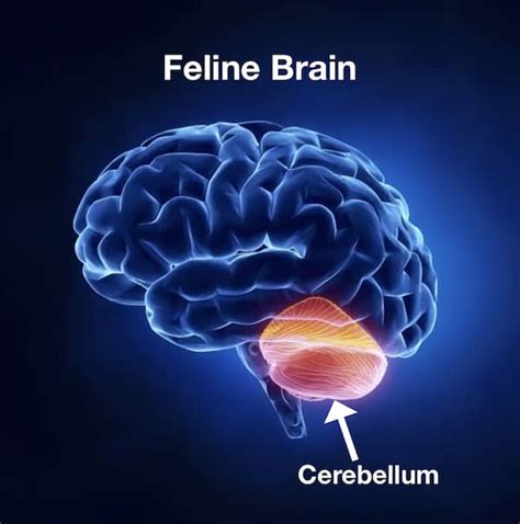 Cerebellar Hypoplasia In Cats | Kingsdale Animal Hospital