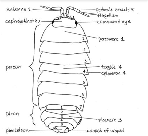 CRUSTACEA (Crustáceos) - Peracarida, Ordem Isopoda, Subordem Oniscidea ...