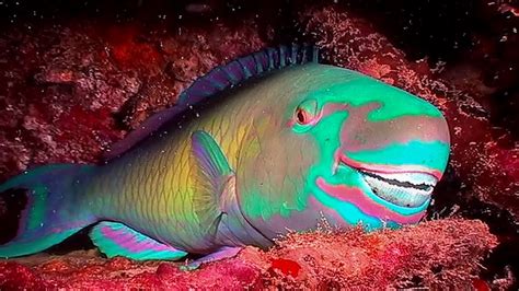 Parrotfish diet, poop, teeth, adaptations, colorful parrot fish facts ...