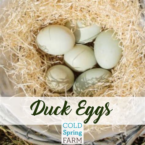 Duck Eggs — Cold Spring Farm