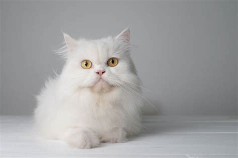 Persian Cat Breed Info: Personality, Pictures, Facts, and Care Guide ...