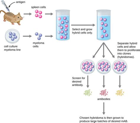 21.1 Polyclonal and Monoclonal Antibody Production – Microbiology ...