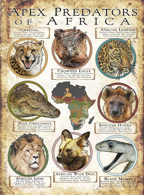 Apex Predators of Africa Poster Print