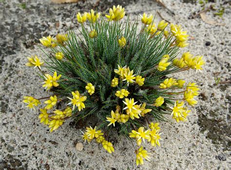 Home - Australian Native Plants Society (Australia)