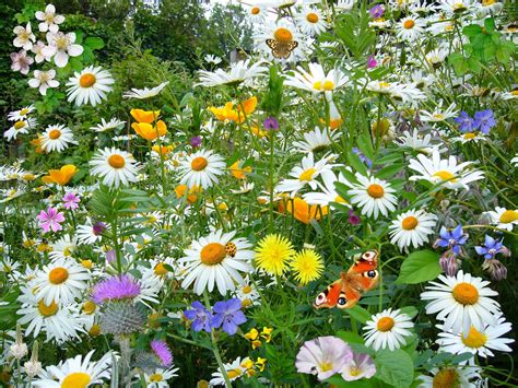 Wild Flowers, Spring Free Stock Photo - Public Domain Pictures