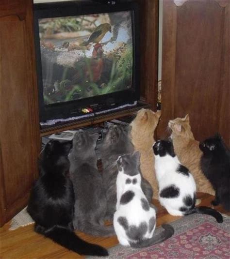 Cat Watching TV | Senior Forums