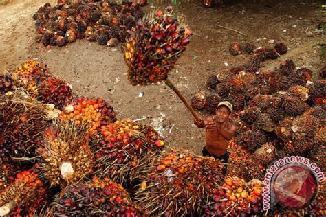 Bungkil inti sawit dimanfaatkan hambat bakteri patogen - ANTARA News