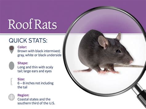 Roof Rats Information: Habits, Habitat & More on Roof Rats