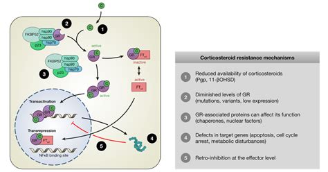 Corticosteroids: Uses, Mechanism of action, Side effects, Precautions ...