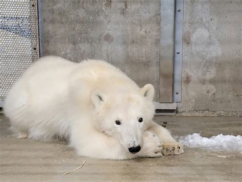 Alaska Zoo takes in Prudhoe Bay polar bear cub | Flipboard