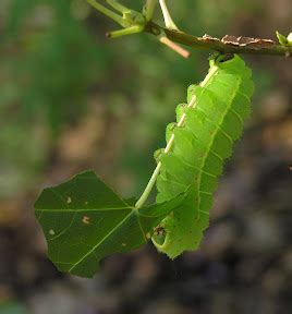 Nature in the Ozarks: Luna Moth Caterpillar (Actias luna)