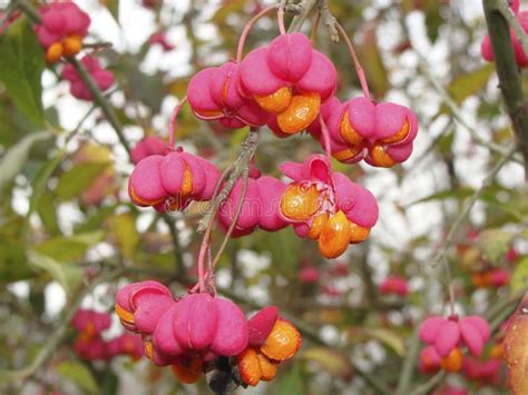 Euonymus Europaeus Shrub in Winter Season Stock Image - Image of orange ...