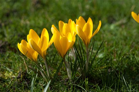 Crocus × luteus 'Golden Yellow' - crocus bulbs | Crocus bulbs, Yellow ...