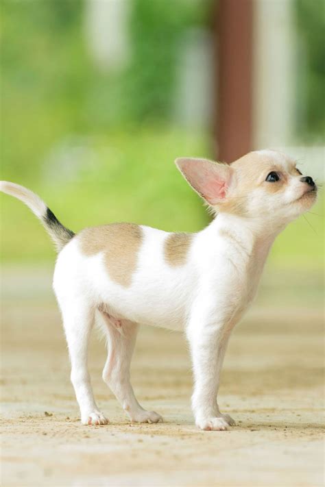 Teacup Chihuahua - Pros and Cons Of The World’s Tiniest Dogs