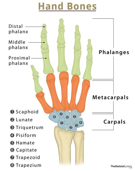 Labeled Joints Human Body