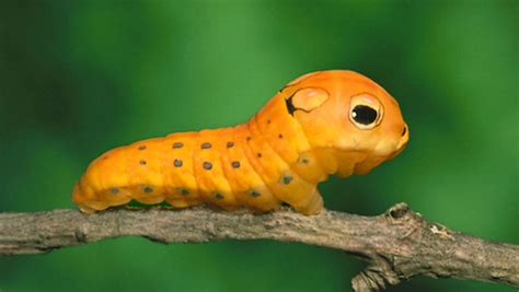 Spicebush Swallowtail Caterpillar - so cute Nature Animals, Animals And ...