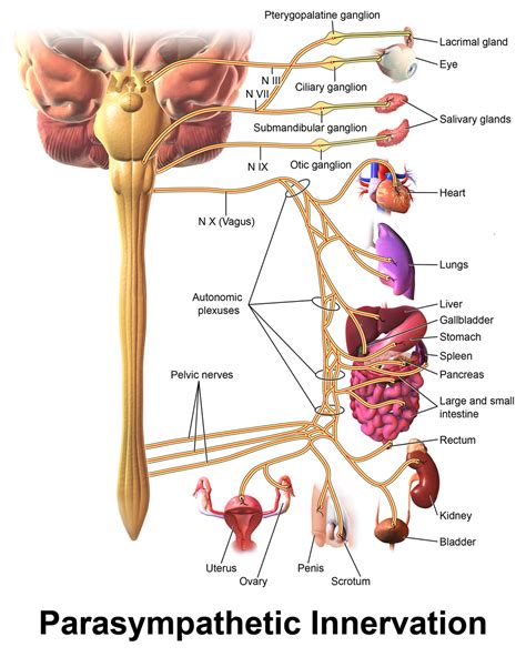 Mind-Body Therapies for Vagus Nerve Disorders | Dr. Arielle Schwartz