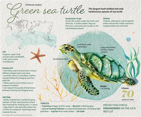 Green Sea Turtle: Facts, Habitat, Ocean Life | Roundglass | Sustain