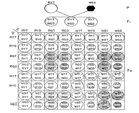 Trihybrid ratio isA. 27:9:9:9:3:3:3:1B. 27:9:9:6:6:3:3:1C. 1:6:15:20:15 ...