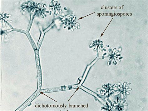 Mold Growth - FSEC®