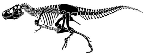 http://eesc.columbia.edu/courses/v1001/images/tryrannosaurus_sue.gif ...