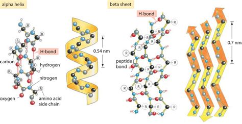 Hydrogen Bond Analysis Tutorial | BioChemCoRe 2018