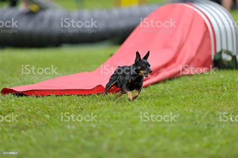 Miniature Pinscher Exiting Closed Agility Tunnel Stock Photo - Download ...