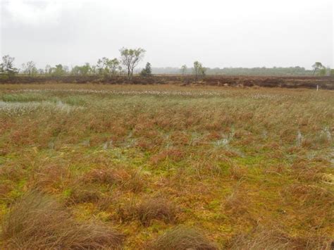 How bogs form - Clara Bog Nature Reserve