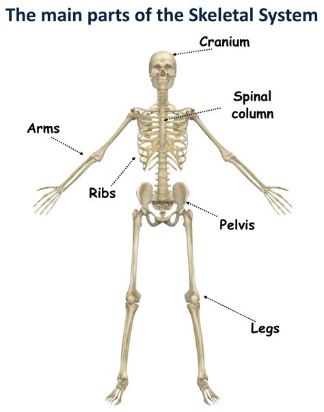 0 Result Images of List Of Organs In The Skeletal System - PNG Image ...