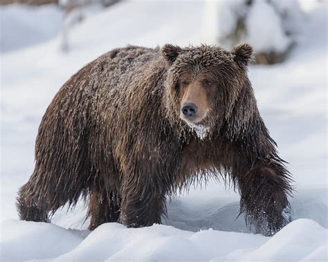 Grizzly bear in snow Photograph by Murray Rudd - Pixels