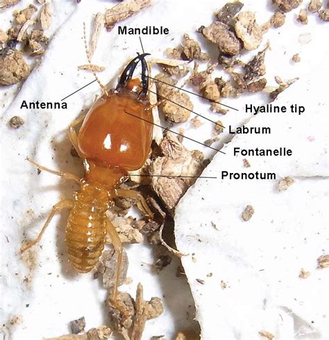 Termite anatomy in species identification - Termite Web