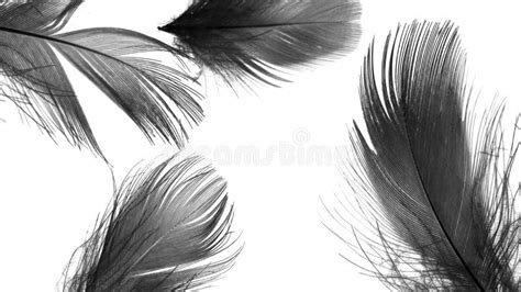 Black Duck Feathers on a White Isolated Background Stock Illustration ...