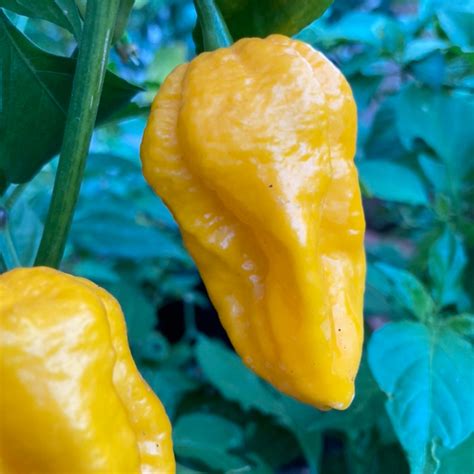 Yellow Ghost Pepper Live Plant | Tyler Farms