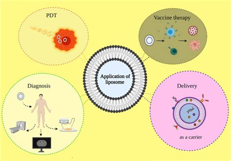 Liposomes: Structure, Classification, and Applications – Conduct Science