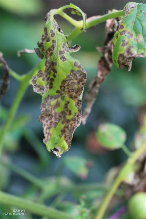 Tomato Plant Disease: How to identify and control tomato diseases