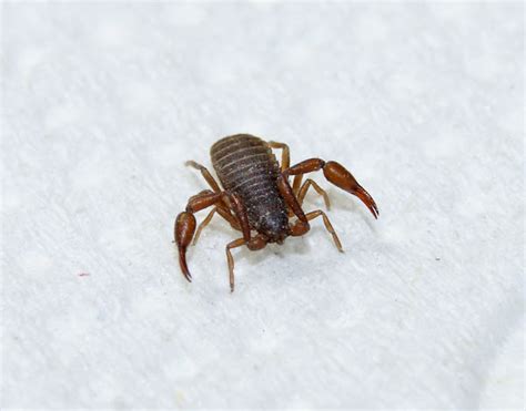 House Pseudoscorpion | Project Noah